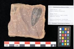 Foto (Objekt + Etikett) von Quercus palaeoilex Ettingshausen (NHMW-GEO-2024-0188-0763)